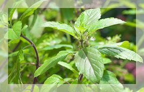 Tulsi Plants