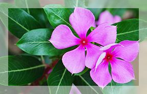 Vinca Rosea Leaves