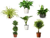 Indoor Plants