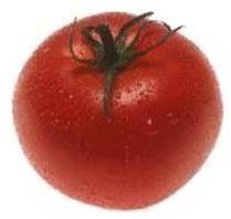 Fresh Tomato