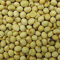 Organic Soybean Seeds