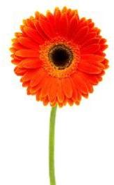 orange gerbera