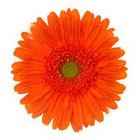 Orange Gerbera Flower