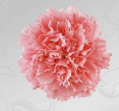 Pink Carnation Flower