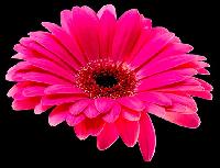 Pink Gerbera Flower