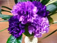 purple carnation