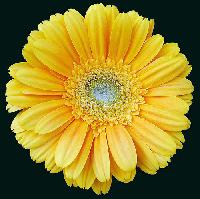 Yellow Gerbera Flower