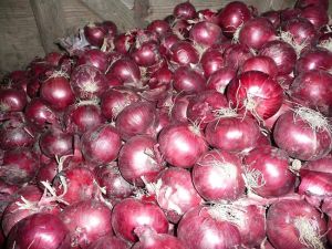 Fresh Red Onion