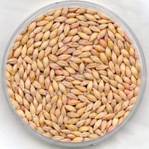 Barley Seeds