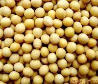 Soybean