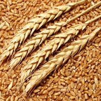 Wheat Grains