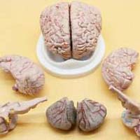 Human Brain Model