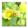 Sida Cordifolia Extract