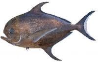 Pomfret