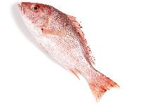 Red Snapper