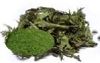 Stevia Dry Leaves Green Powder
