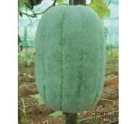 Hybrid Ash Gourd Seeds