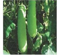 Hybrid Bottle Gourd Seeds