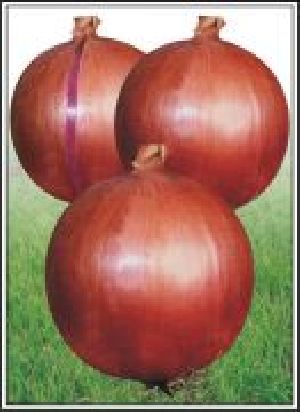 Hybrid Onion Seed