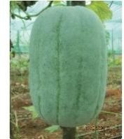 Hybrid Ash Gourd Seeds