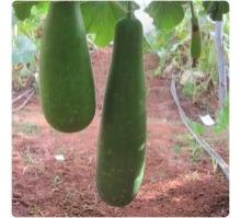 Hybrid Bottle Gourd Seeds