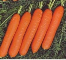 Hybrid Carrot Seeds