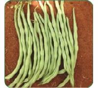 Hybrid Pole Beans Seeds