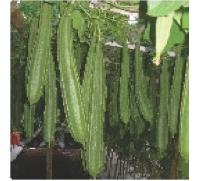 Hybrid Ridge Gourd Seeds