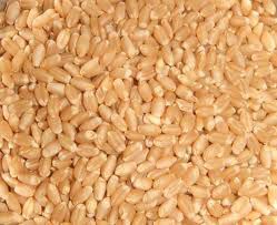 Wheat Seeds