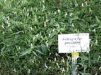 Andrographis Paniculata Extract