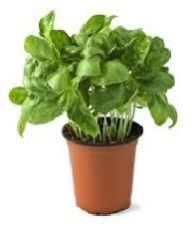 herb plant