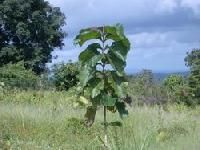 Teak Plants