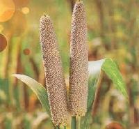 Pearl Millet