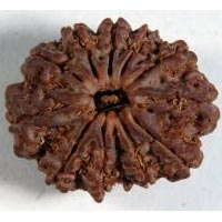 11 Mukhi Rudraksh