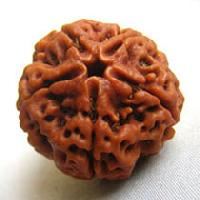 5 Mukhi Rudraksha