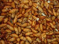 Silkworm Pupae