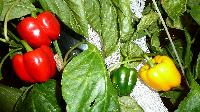 Color Capsicum