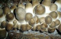 Grey Button Mushroom