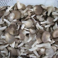 Oyster Sajor Caju Mushroom