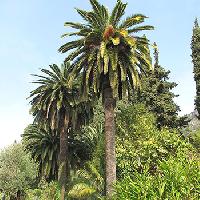 Palm Plants