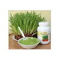 Wheatgrass Powder