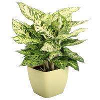 home decorative plant