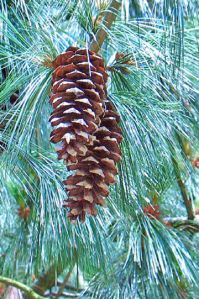 Pinus Wallichiana