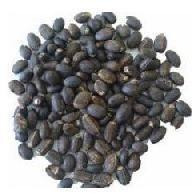 Jatropha Seed