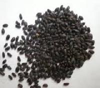 ocimum canum seeds
