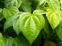 Betel Leaf