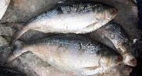 Hilsa Fish