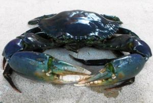 Mud Crab Fish