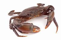 Mud Crab