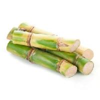 Sugarcane